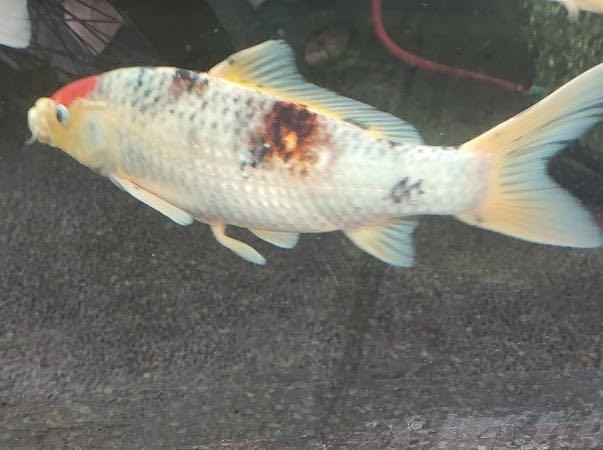 Premium Koi Fishes LIVE Bundle (Category: Homes & Other Pet Accessories) located in Las Pinas. Submitted by sunshinebb23 (Listing ID 1151933620, Image 2). Description: 800 pesos each Very healthy Big sizes No diseases Beautiful looks Can meet up or lalamove to your location These are live animals.