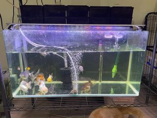 （分類：）位於 。 由 xxdkxx 提交（商品編號 1146853595，圖片 1）。簡介： 。