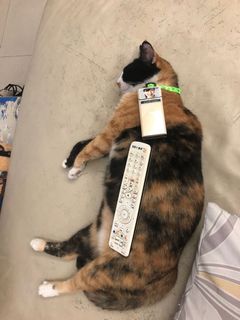 由 cool916 (刊登 ID 1146901810，圖片 1) 提交，位於 的 (類別：)，說明：。