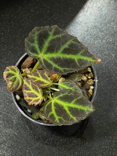 （分類：）位於 。 由 thelostforest 提交（商品編號 1146788437，圖片 1）。簡介： 。