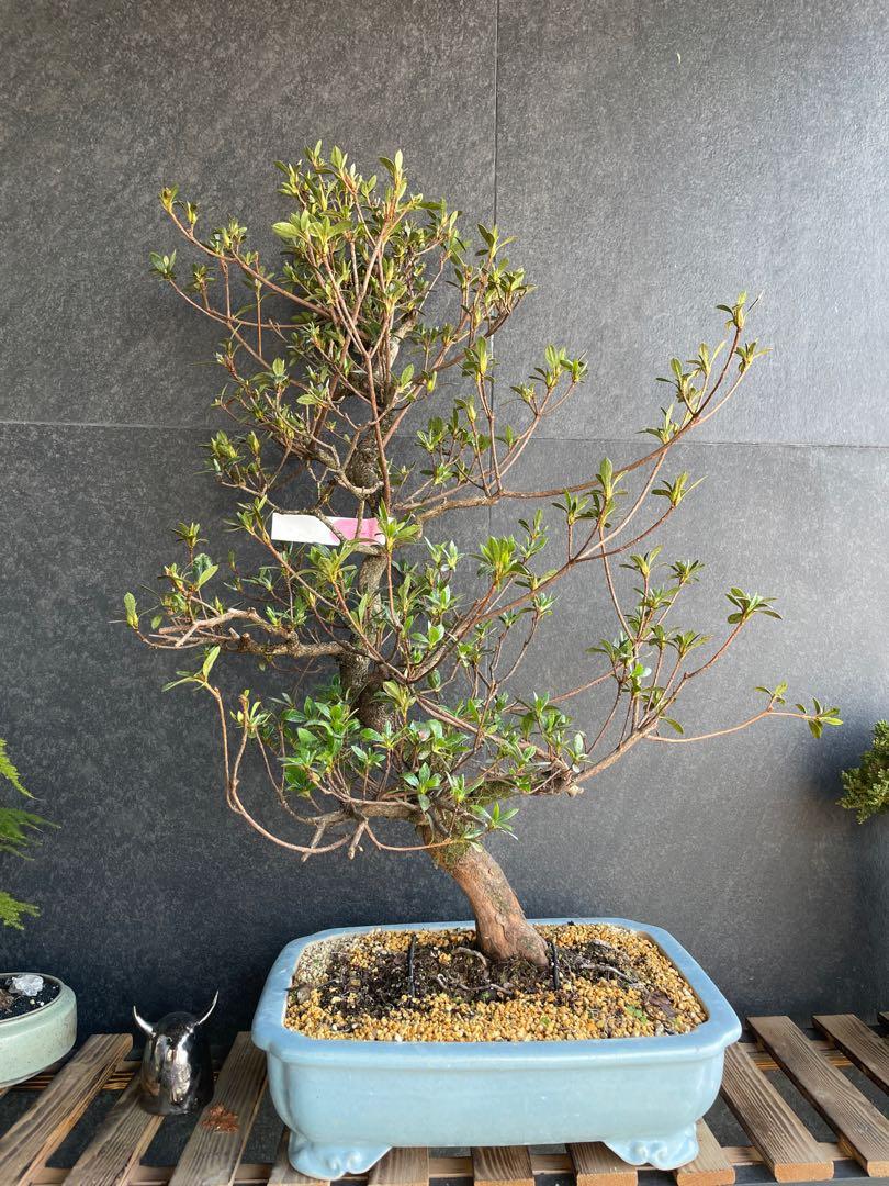 黒松 盆栽 2本植え クラマシダ 石付け 鉢付き-