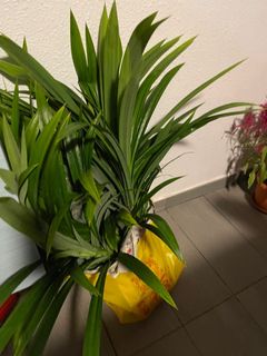 (Category: ) located in . Submitted by rabbitzel (Listing ID 1146732847, Image 1). Description: .