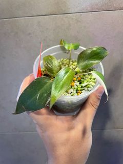 (Category: ) located in . Submitted by maaadplants (Listing ID 1146819013, Image 1). Description: .