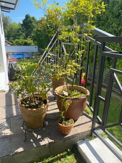 (Category: ) located in . Submitted by jongd (Listing ID 1152013596, Image 1). Description: .