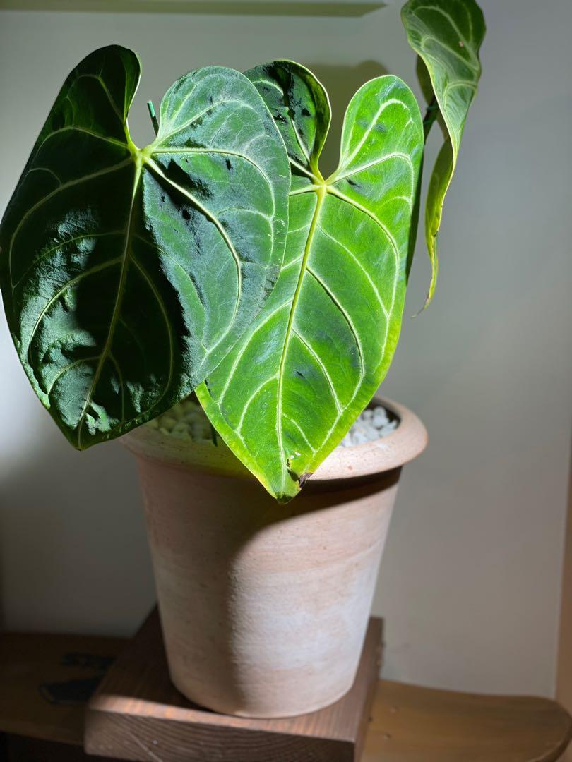 皇火鶴3葉 連盆出售 傢俬 家居 園藝 植物及種子on Carousell 皇火鶴3葉 連盆出售 傢俬 家居 園藝 植物及種子on Carousell