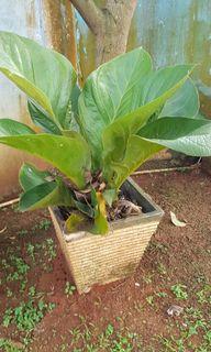 Anthurium dan jemani