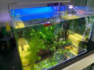 (Category: ) located in . Submitted by longnd7888 (Listing ID 1152060799, Image 1). Description: .