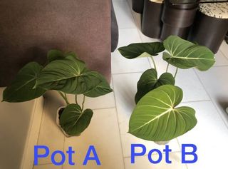 (Category: ) located in . Submitted by august.t (Listing ID 1152009070, Image 1). Description: .