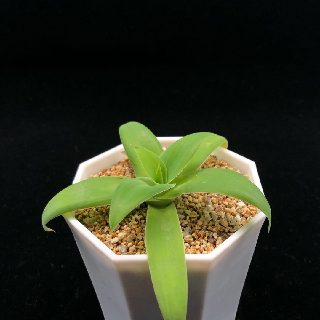 Sg998 狐尾龍舌蘭 多肉植物小盆栽禮物 傢俬 家居 園藝 植物及種子 Carousell