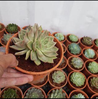 Succulent as photo in 6 inches pot, special price 3 pots only $32 (you can choose design as shown in photo) free delivery