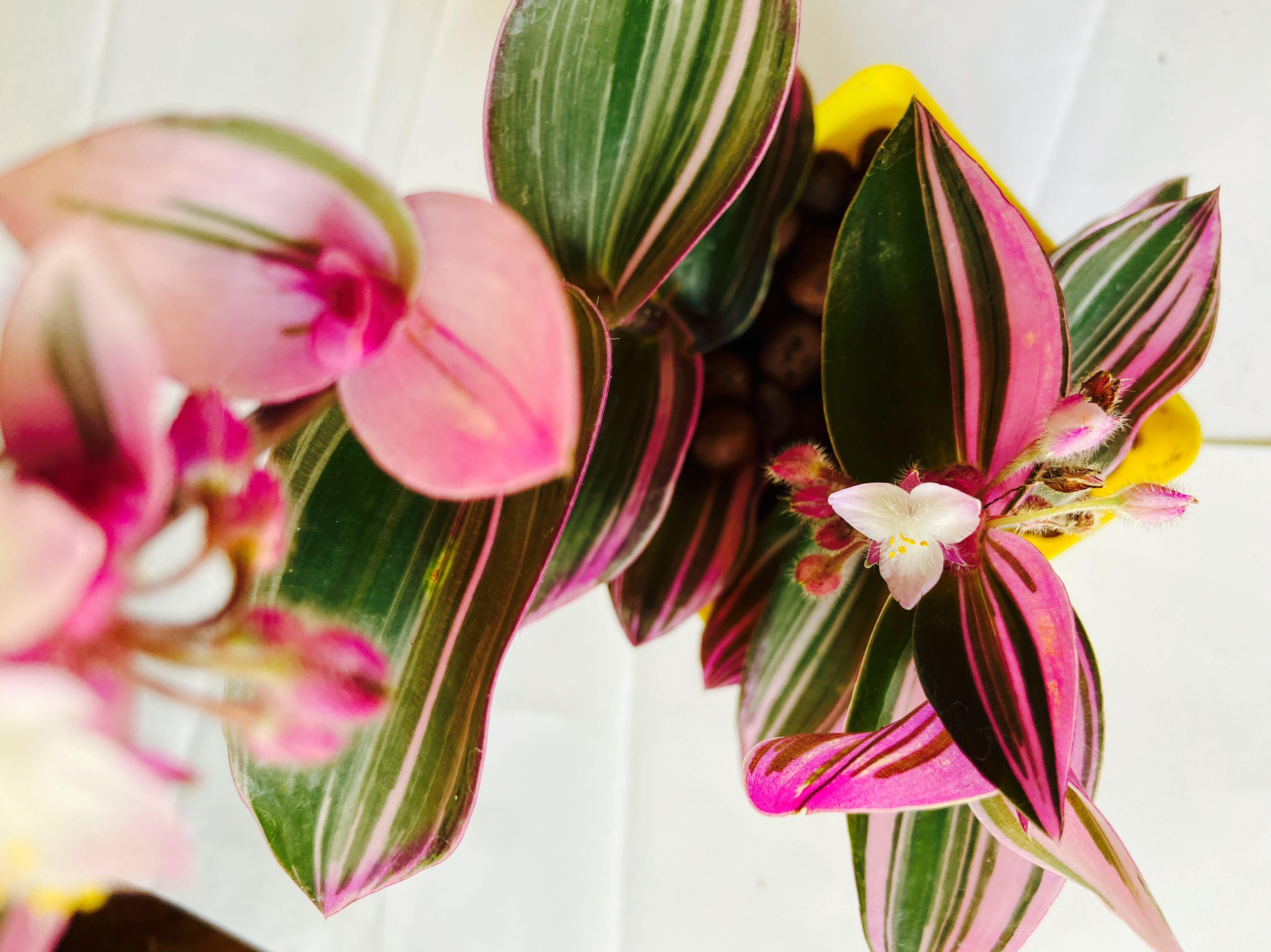 油畫婚禮開花中吊蘭吊竹梅tradescantia Nanouk 北歐風格spider Plant 紫露草 傢俬 家居 園藝 植物及種子 Carousell