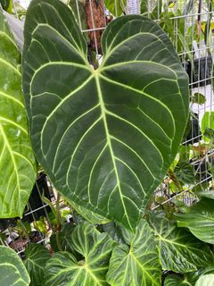 (Category: ) located in . Submitted by ntlc_plants (Listing ID 1152256092, Image 1). Description: .