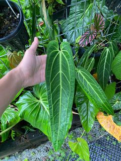 (Category: ) located in . Submitted by ntlc_plants (Listing ID 1152260576, Image 1). Description: .