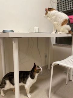 （分類：）位於 。 由 sukiyuri 提交（商品編號 1152222944，圖片 1）。簡介： 。