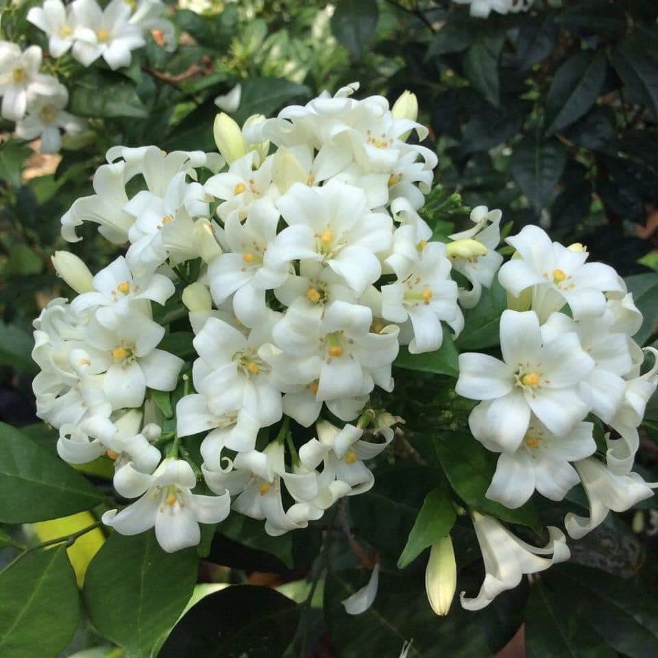 murraya kemuning biasa sangat wangi, Furniture & Home Living, Gardening ...