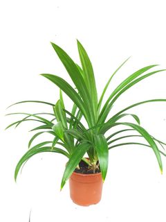 (Category: ) located in . Submitted by pot_a_plant (Listing ID 1152250266, Image 1). Description: .