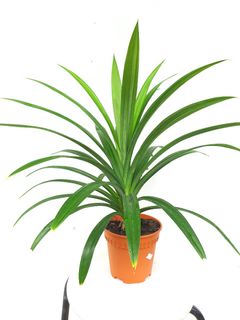 (Category: ) located in . Submitted by pot_a_plant (Listing ID 1124379029, Image 1). Description: .