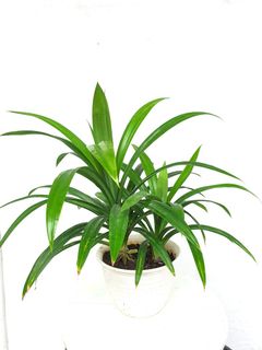 (Category: ) located in . Submitted by pot_a_plant (Listing ID 1137083255, Image 1). Description: .