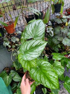 (Category: ) located in . Submitted by ntlc_plants (Listing ID 1152256438, Image 1). Description: .