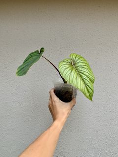 (Category: ) located in . Submitted by smallplantsonly (Listing ID 1152307487, Image 1). Description: .