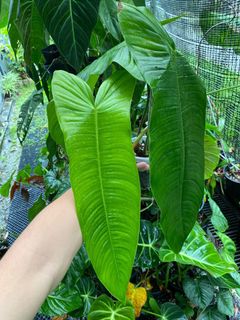 (Category: ) located in . Submitted by ntlc_plants (Listing ID 1152254557, Image 1). Description: .