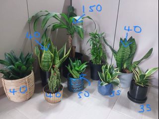 （分類：）位於 。 由 mikarsha 提交（商品編號 1152265910，圖片 1）。簡介： 。