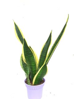 (Category: ) located in . Submitted by pot_a_plant (Listing ID 1137087764, Image 1). Description: .