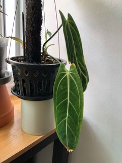 (Category: ) located in . Submitted by gardenerathome (Listing ID 1152208498, Image 1). Description: .