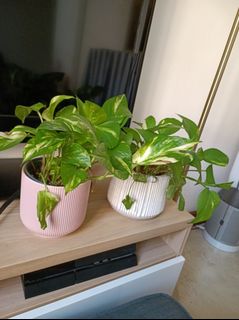 （分類：）位於 。 由 flower2120 提交（商品編號 1146926334，圖片 1）。簡介： 。