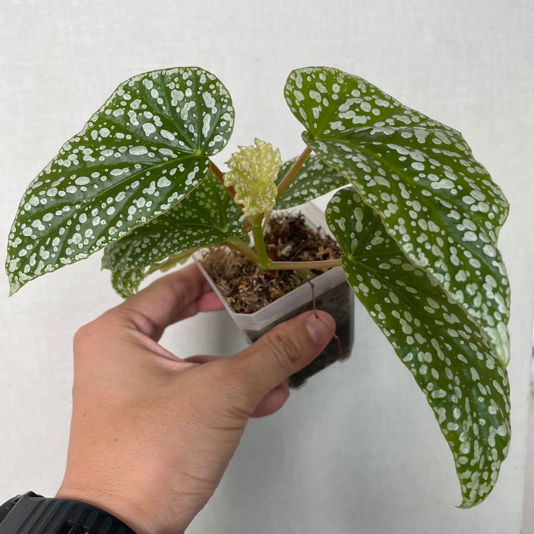 Begonia Snowcap Snow Cap, Furniture & Home Living, Gardening, Plants ...