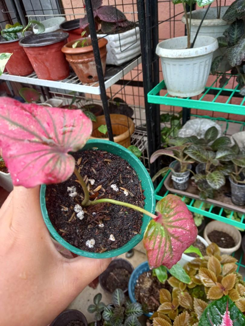 Caladium Infinity, Furniture & Home Living, Gardening, Plants & Seeds ...