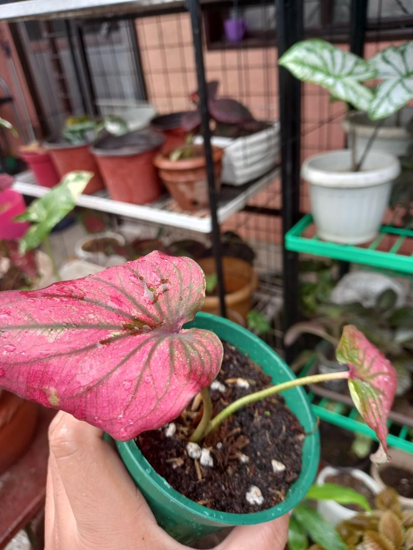 Caladium Infinity, Furniture & Home Living, Gardening, Plants & Seeds ...