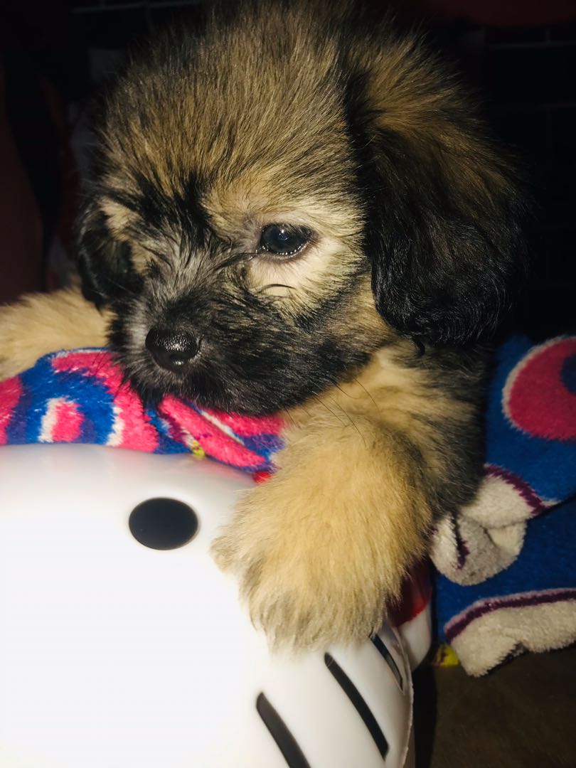 Shih tzu hot sale spitz mix