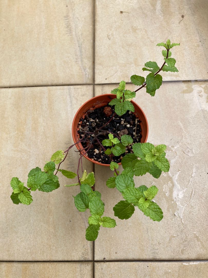 Mint plant, Furniture & Home Living, Gardening, Plants & Seeds on Carousell