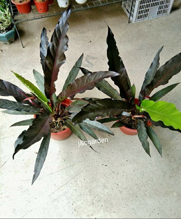 Anthurium Foliage Black Dragon, Furniture & Home Living, Gardening, Plants & Seeds on Carousell