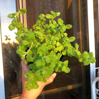 (Category: ) located in . Submitted by urbangardener (Listing ID 1147201770, Image 1). Description: .