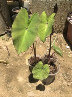 (Category: ) located in . Submitted by cage.plants.studio (Listing ID 1144915941, Image 1). Description: .