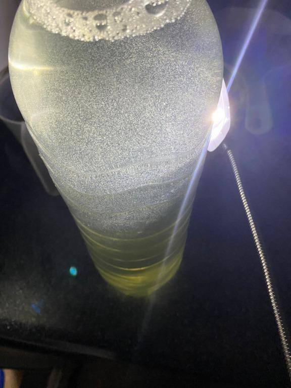 Infusoria for betta sales fry