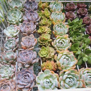 (Category: ) located in . Submitted by succulentworldsg (Listing ID 1147234750, Image 1). Description: .