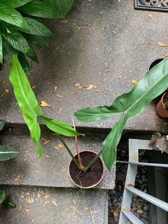 (Category: ) located in . Submitted by tiny_tropicaljungle (Listing ID 1147164956, Image 1). Description: .