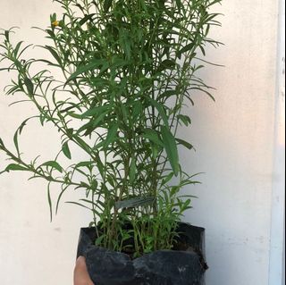 (Category: ) located in . Submitted by urbangardener (Listing ID 1147203658, Image 1). Description: .