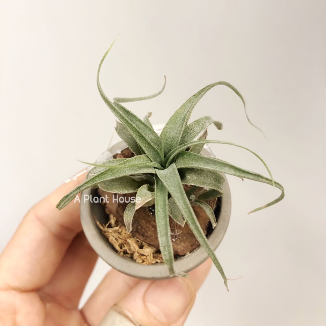 インテリア・住まい・小物専用☆Tillandsia 'Bea Correale' x 'Lucille