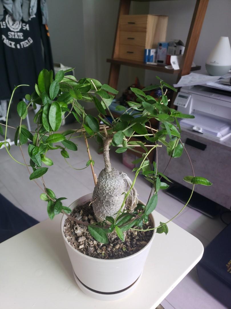 多肉植物 火星人 傢俬 家居 園藝 植物及種子 Carousell