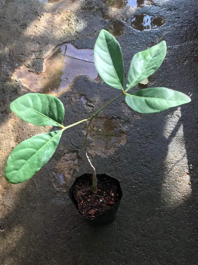 Anak Pokok Tulang Ikan