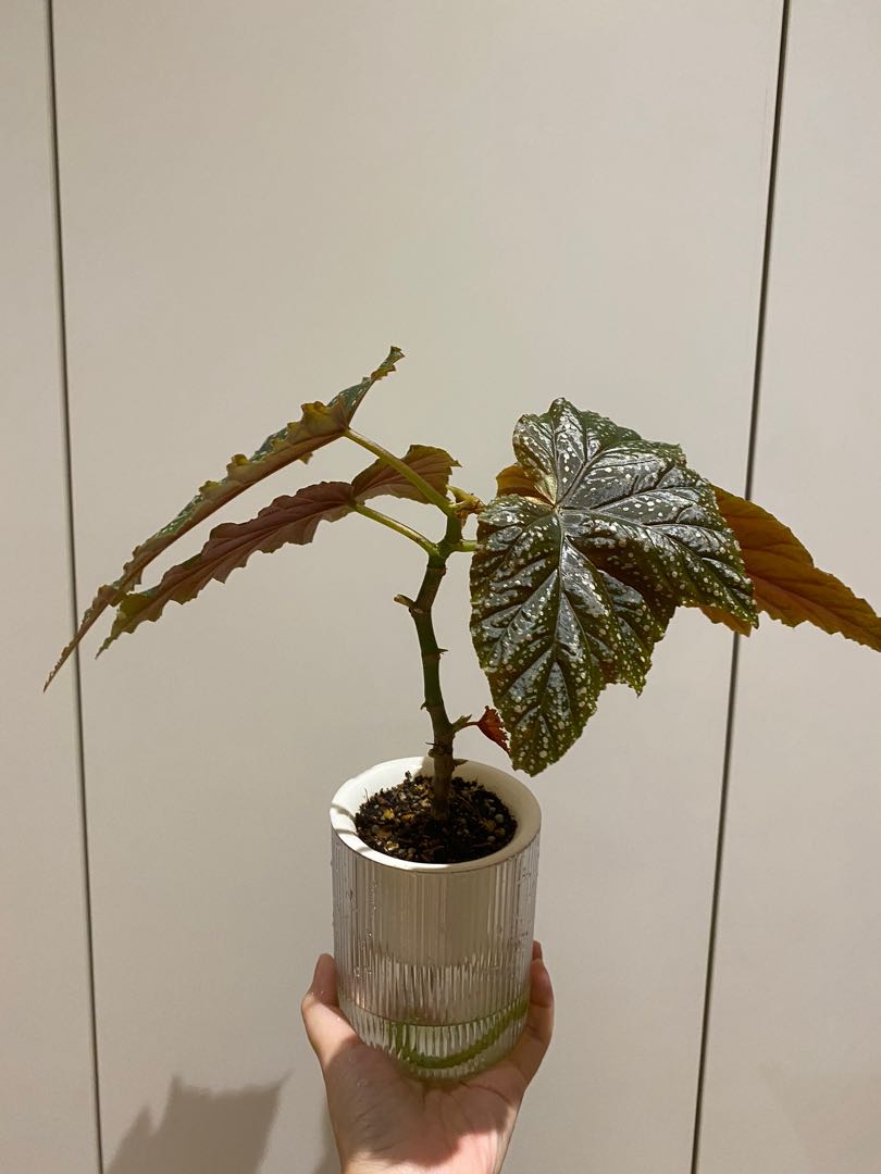 Begonia Batwing Furniture Home Living Gardening Plants Seeds On Carousell