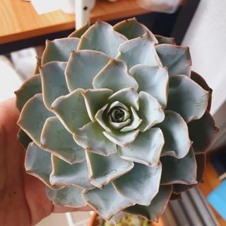 (Category: ) located in . Submitted by succulentworldsg (Listing ID 1147320606, Image 1). Description: .