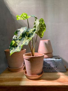 （分類：）位於 。 由 mollymeg 提交（商品編號 1147440713，圖片 1）。簡介： 。