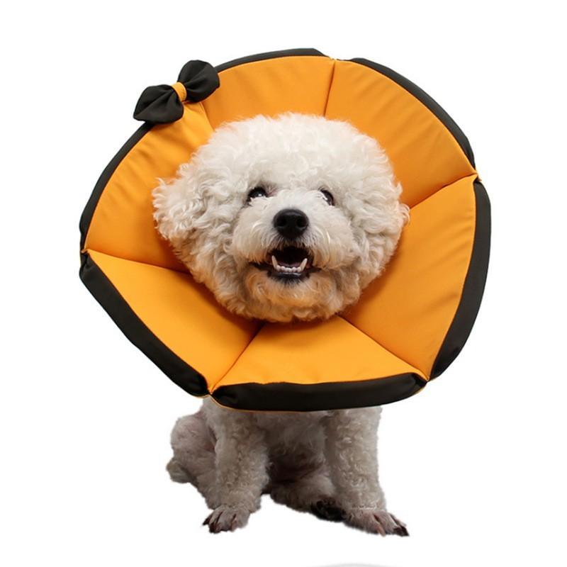 Flower cone dog sales