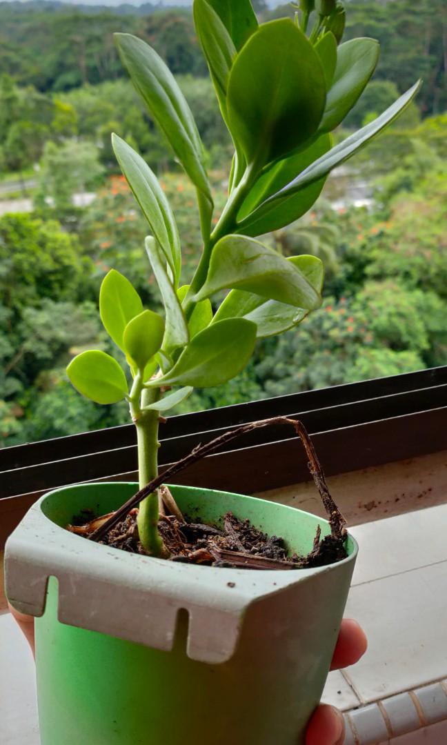 Jade plants for 5 each, Furniture & Home Living, Gardening, Plants