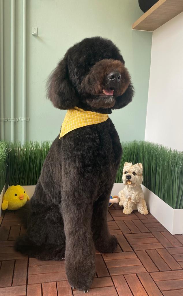 Petsmark 308 Telok Kurau Rd 0106, Pet Supplies, Health & Grooming